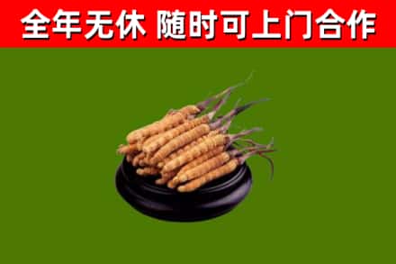 灯塔市烟酒回收冬虫夏草.jpg